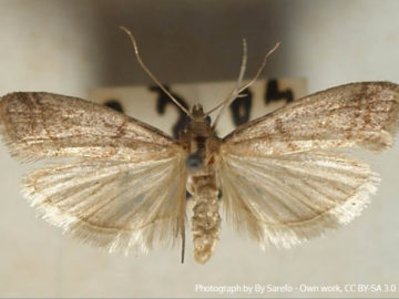 Moth Control - MICROBEE Environmental - Pest Control 04
