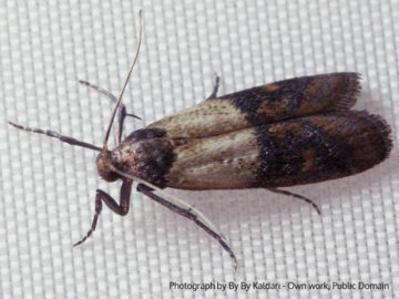 Moth Control - MICROBEE Environmental - Pest Control 05