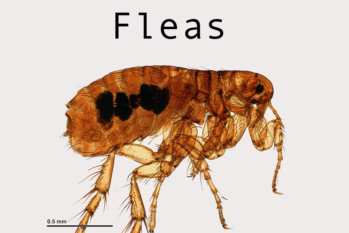 fleas in living room