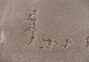 photograph showing carpet damage caused by carpet beetle larvae