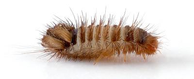 photograph of the carpet beetle 'woolly bear' larve