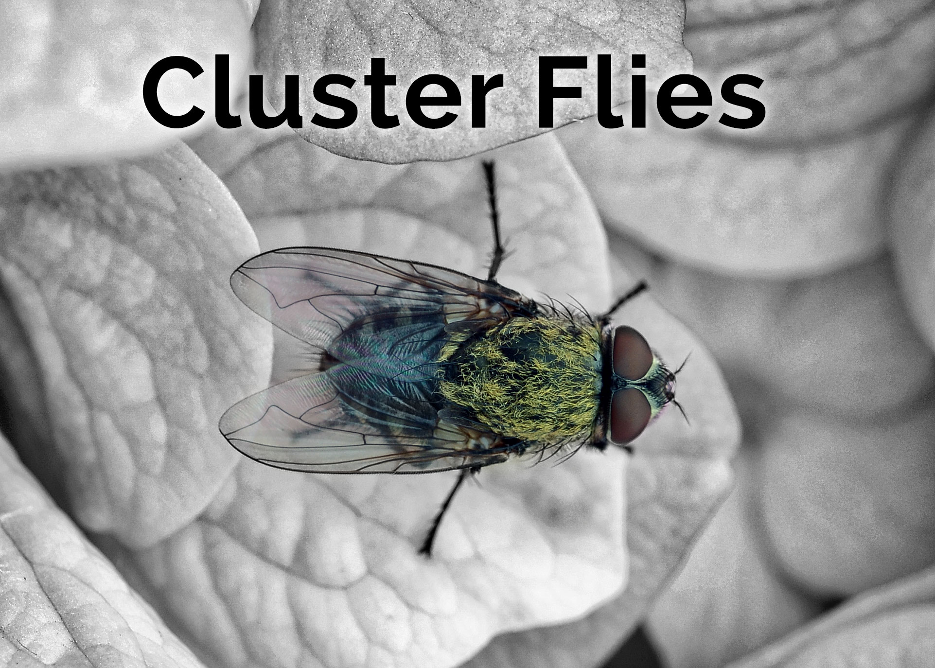 Cluster Flies pest prevention London England UK