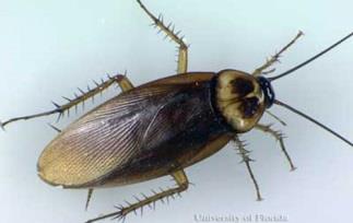 Photo of an American Cockroach