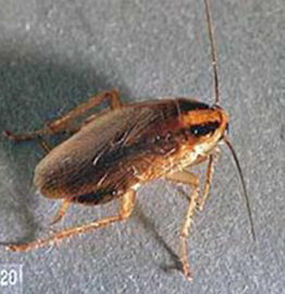 Photograph of German Cockroach