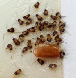 Photo of Cockroach Egg Case & Nymphs