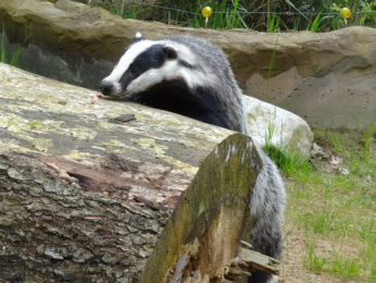 photo of a Badger